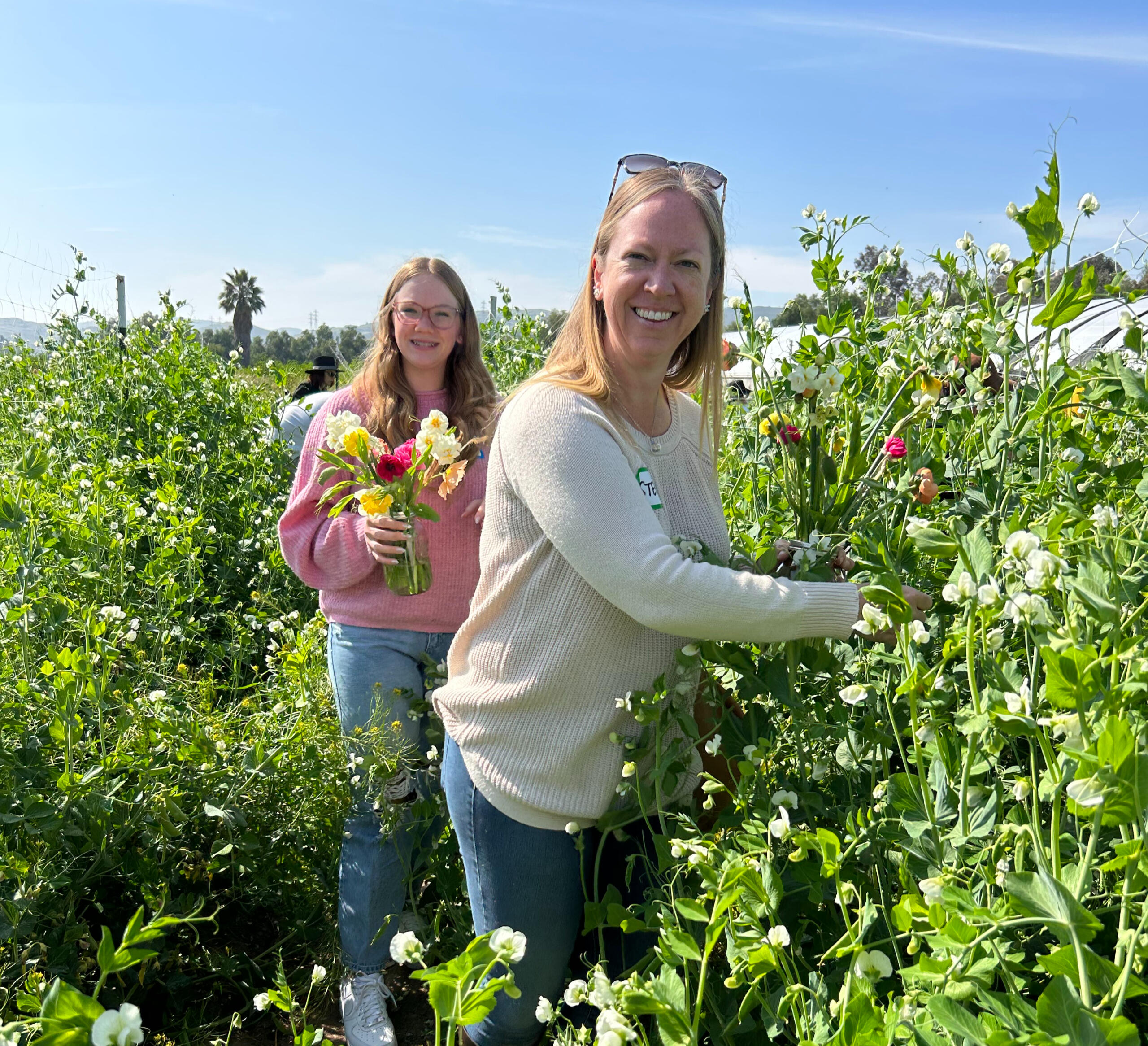 Sugar Snap Peas Sugar Snap Peas